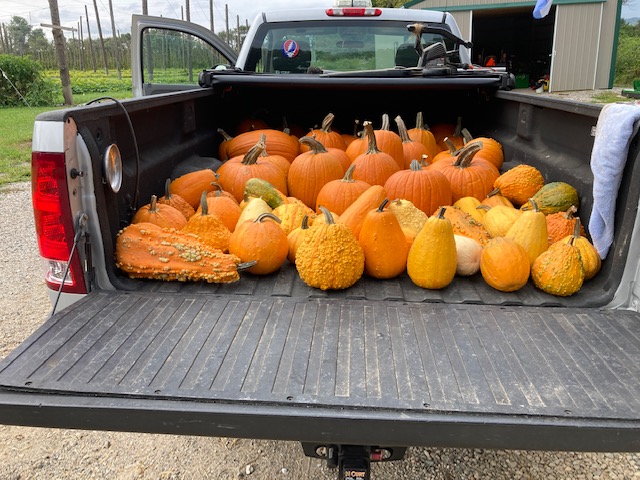 pumkins and gourds pick up.JPG
